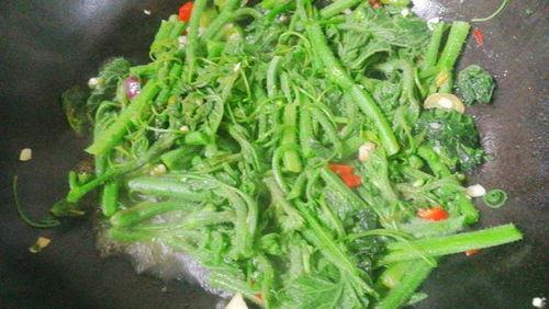 吃瓜吃出瓜秧,瓜秧生长记