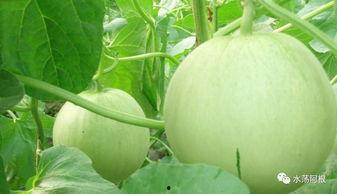 大清早吃的瓜,瓜田里的新鲜事儿