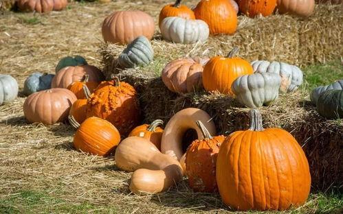 吃瓜群众的摆件,揭秘吃瓜群众心中的摆件世界