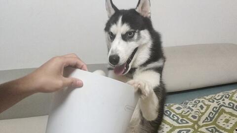 狗头人吃哈密瓜,一场意外的美味邂逅