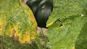 紫微吃瓜总结,揭秘娱乐圈幕后风云