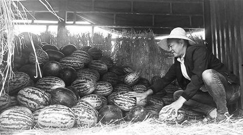 邱县吃瓜群众事件视频,一场网络舆论的风暴与反思