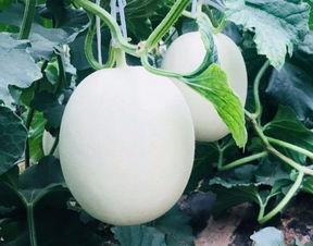 吃瓜别人房子,吃瓜群众如何引发别人房子的风云变幻