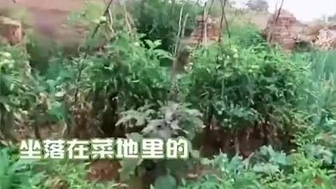 吃瓜别人房子,吃瓜群众如何引发别人房子的风云变幻