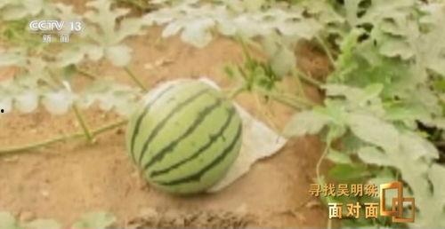 吃大瓜cn,吃大瓜cn带你领略明星幕后故事