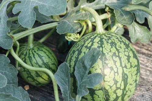 这段时间有什么瓜吃,揭秘那些让人“瓜”意盎然的瞬间