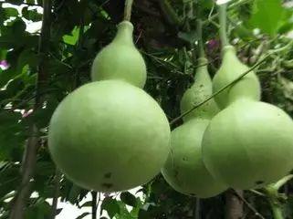 吃瓜成熟的表现