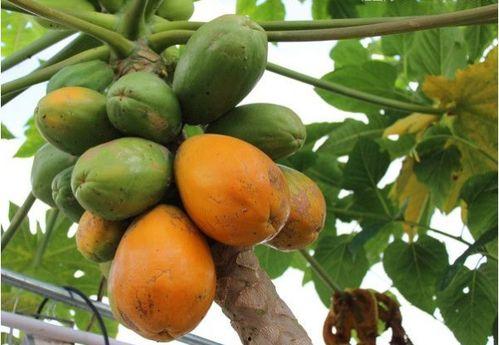 吃瓜成熟的表现