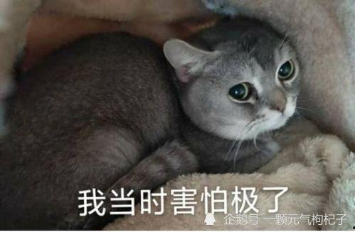 元气憨憨吃瓜,欢乐无限