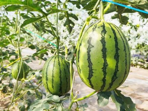 吃谷最大的瓜,揭秘最大瓜的秘密