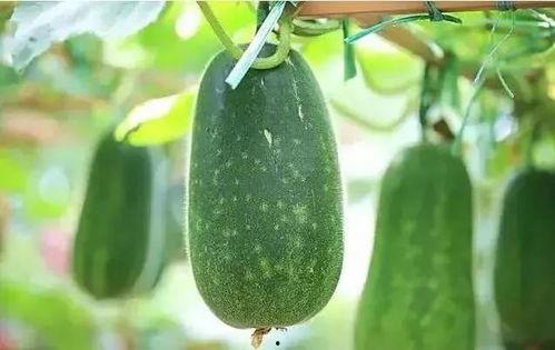 吃谷最大的瓜,揭秘最大瓜的秘密