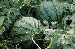 吃谷最大的瓜,揭秘最大瓜的秘密