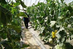 大西平吃瓜群众视频,揭秘网络热点的幕后故事