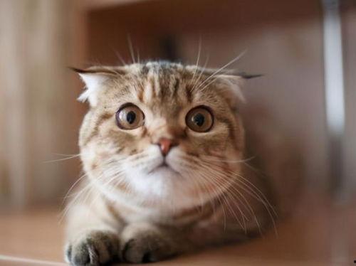 猫咪的日常吃瓜,瓜果时光里的悠闲生活