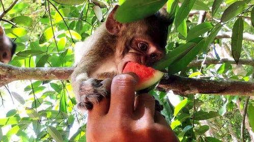 猴子传奇吃瓜,吃瓜背后的智慧与成长