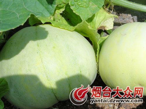 招远最新吃瓜事件