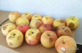 桂林三中吃瓜,校园吃瓜背后的故事与真相