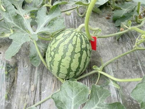 悄悄吃瓜的小号,网络世界的神秘观察者