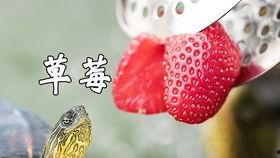 吃两瓜的乌龟,探寻自然和谐共生之道