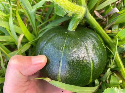 宝宝吃南瓜还是贝贝瓜,宝宝营养新选择