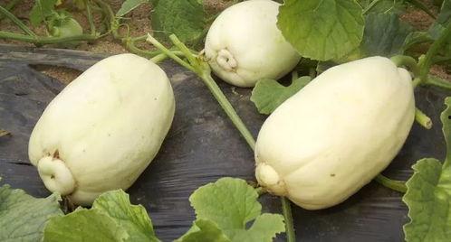 小姐姐买哈密瓜路边吃瓜,小姐姐边走边吃哈密瓜，甜蜜滋味尽享时光