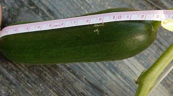 摘瓜吃瓜,品味生活，共享甘甜