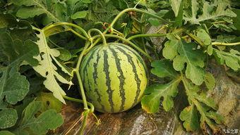 摘瓜吃瓜,品味生活，共享甘甜