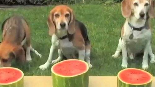 狗自己吃瓜,瓜果成新宠