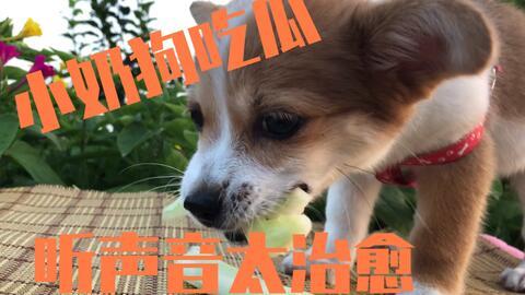 狗自己吃瓜,瓜果成新宠