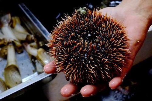 海藤瓜怎么吃,探索海洋蔬菜的烹饪艺术