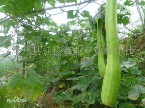 海南砍瓜怎么吃,探索热带瓜果的多样美味