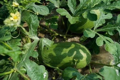 吃瓜吃崩,揭秘娱乐圈的“瓜田”风云