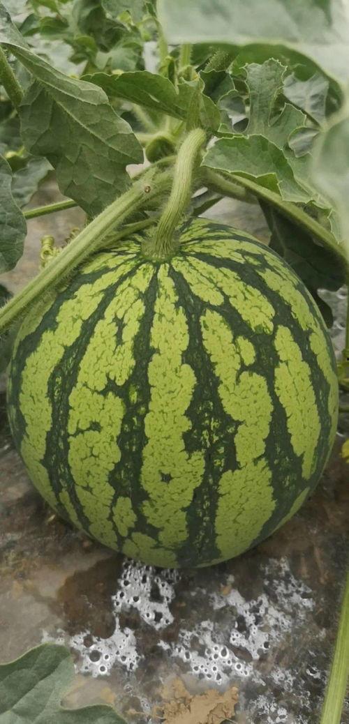 吃瓜必看的视频,一网打尽全网热议瞬间