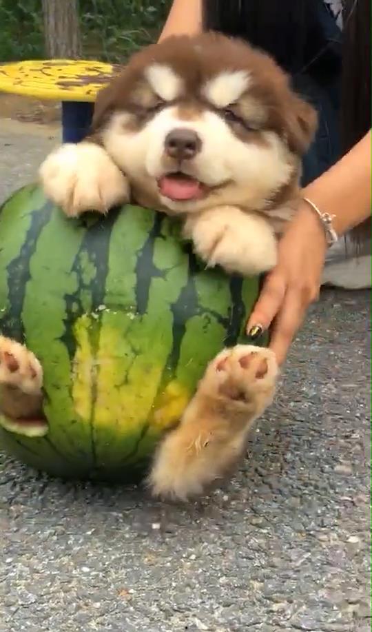 狗吃小蜜瓜,小蜜瓜美食之旅