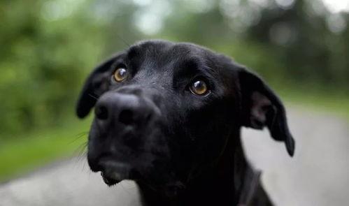 狗吃小蜜瓜,小蜜瓜美食之旅