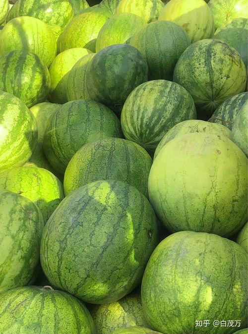 咳嗽可以吃籽瓜吗,籽瓜能否成为食疗佳选？