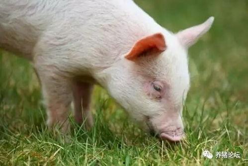 小猪吃瓜 日本兔子岛,日本兔子岛之旅