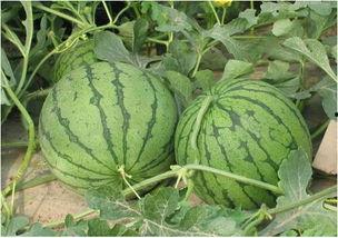 河北工程吃瓜事件,校园舆论风波背后的真相与反思