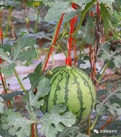 qq福利吃瓜,吃瓜群众如何畅享社交盛宴