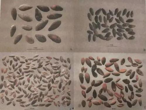 穿越古代宋朝吃瓜,品味古韵瓜香