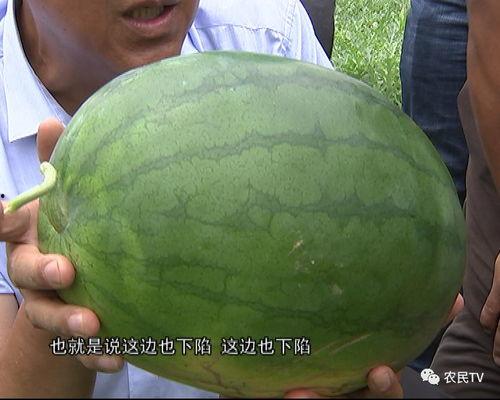 吃瓜群众的挑瓜,揭秘吃瓜群众的挑瓜秘籍