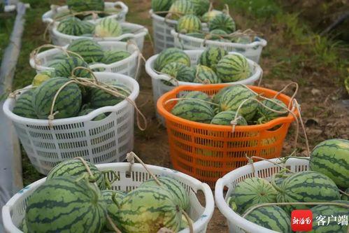 吃瓜检测科,揭秘食品安全背后的神秘力量