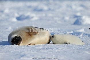 小海豹吃瓜,小海豹的夏日瓜果盛宴