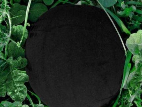 老外吃黑皮瓜,老外品尝独特黑皮瓜的奇妙体验