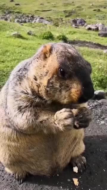 地下吃瓜的土拨鼠视频,揭秘神秘地下生活