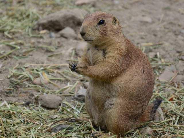 地下吃瓜的土拨鼠视频,揭秘神秘地下生活