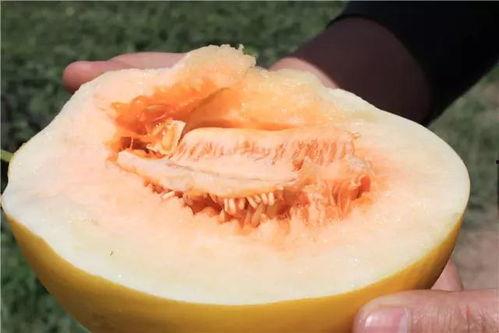 德国蜜瓜怎么吃,德国蜜瓜的多样食用指南