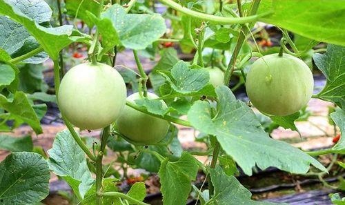 陕西人吃瓜呢,揭秘“吃瓜呢”的独特魅力