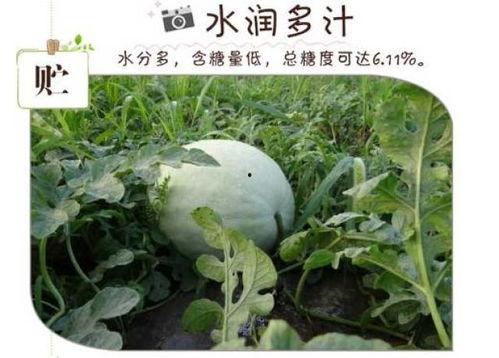 吃瓜界彭鱼宴,彭鱼宴的狂欢时刻