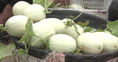 吃瓜界彭鱼宴,彭鱼宴的狂欢时刻